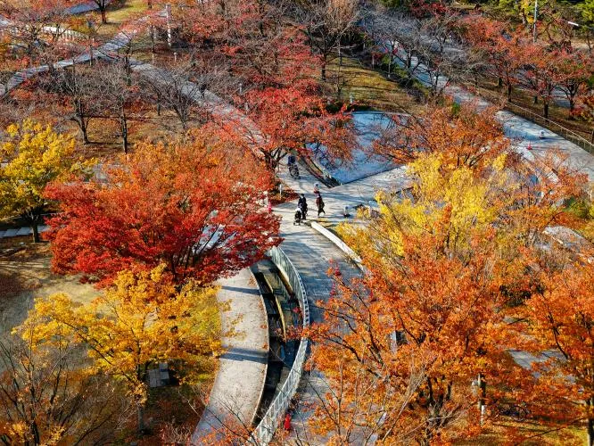 朱や黄色の紅葉が色づいた公園を上空から見下ろした様子。中央の散策路に人々が歩いている。