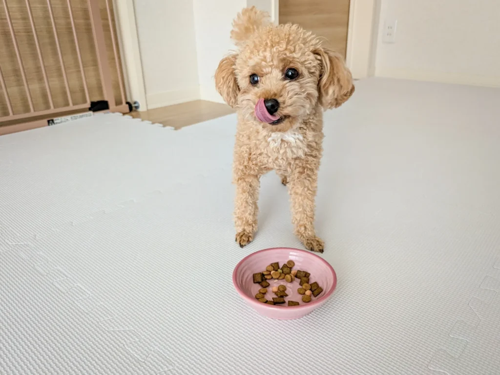 ホテル内での犬の様子
