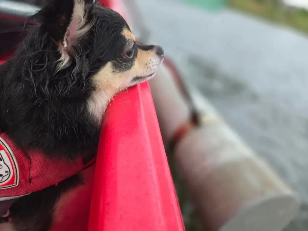湖の上で犬とのカヌー体験