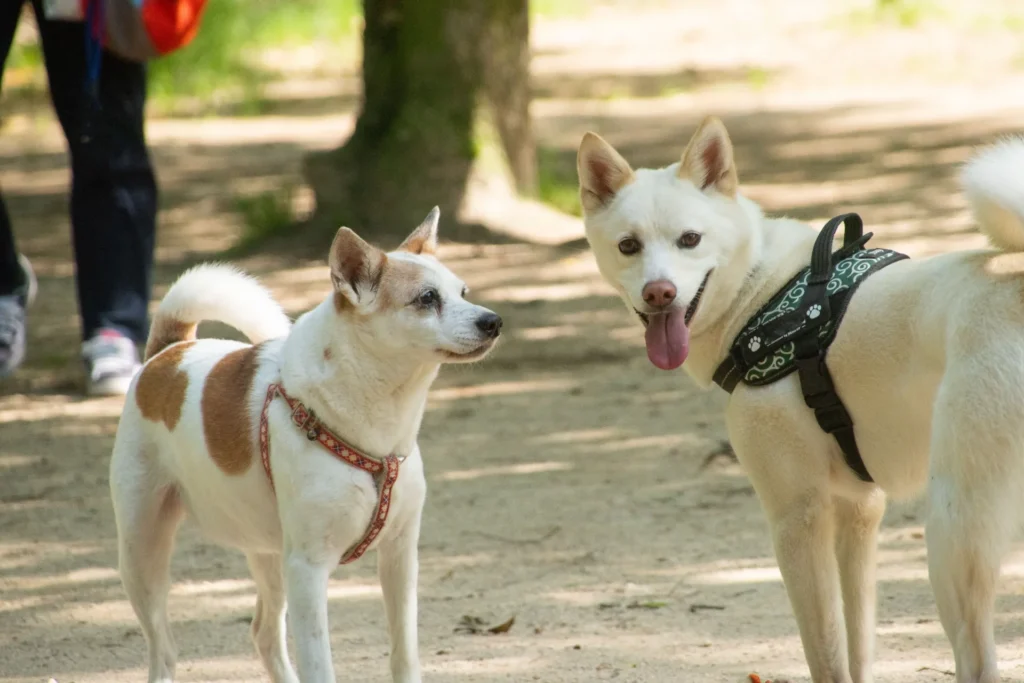 犬のドックランでの様子