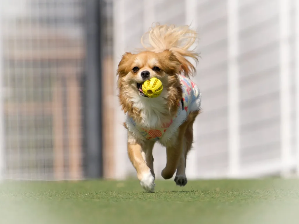 ドックランでの犬の様子