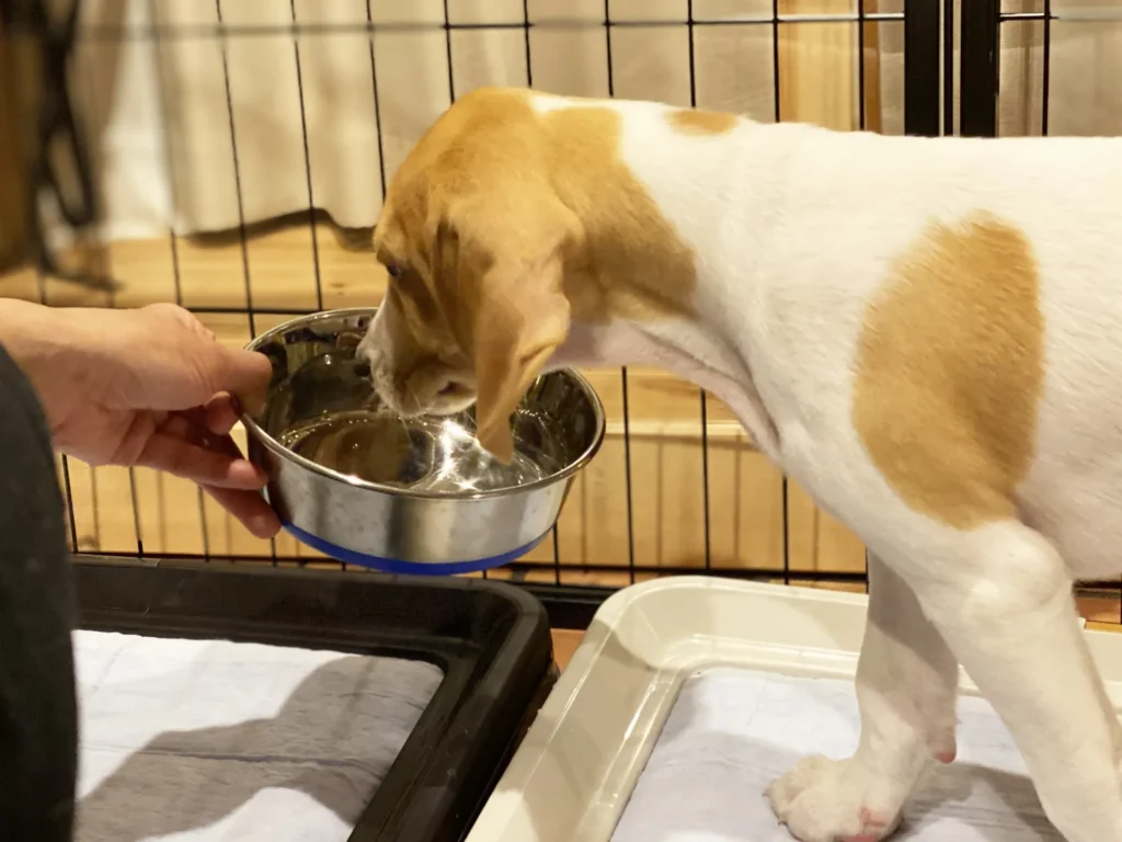 ホテルの部屋で愛犬と過ごす様子