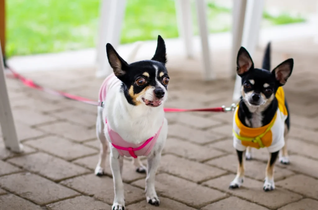 テラス席での犬の様子