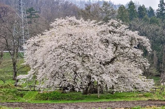 巨大な一本桜「石部桜」