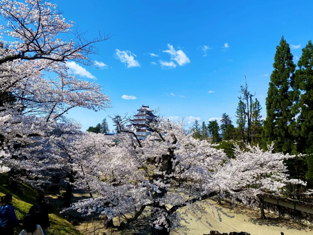 鶴ヶ城と桜