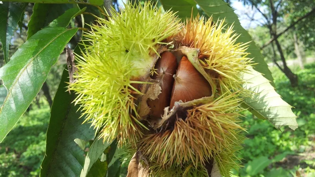 栗