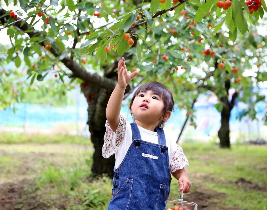 幼い女の子が手を伸ばしてさくらんぼを取ろうとしている