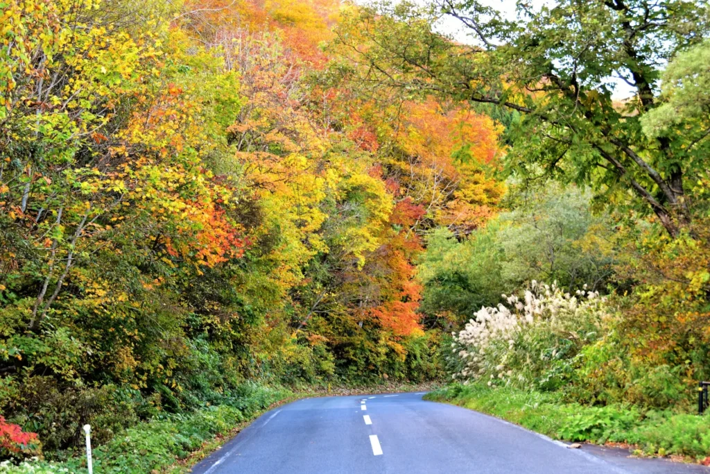 磐梯山ゴールドラインの道沿いの紅葉
