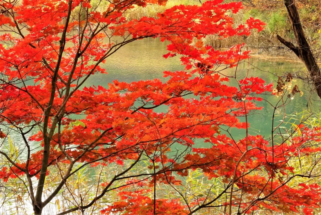 五色沼の紅葉