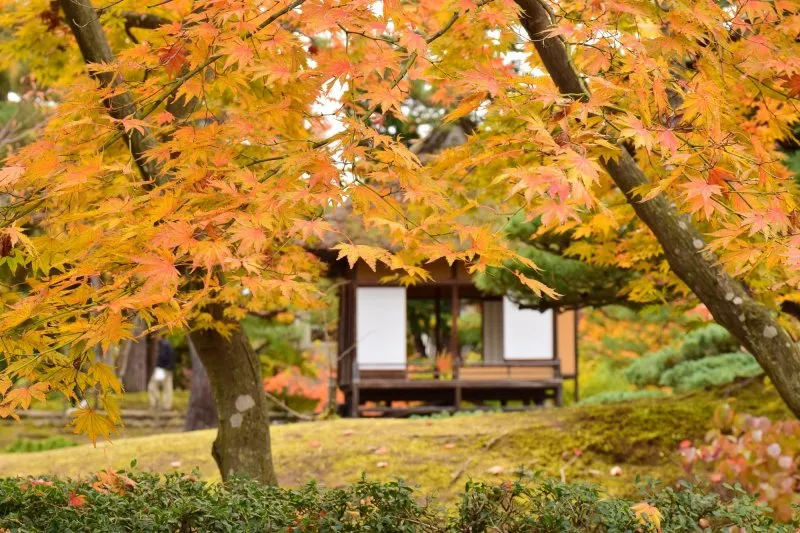 御薬園の紅葉