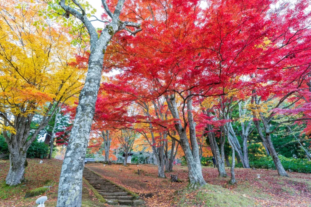 土津神社の紅葉