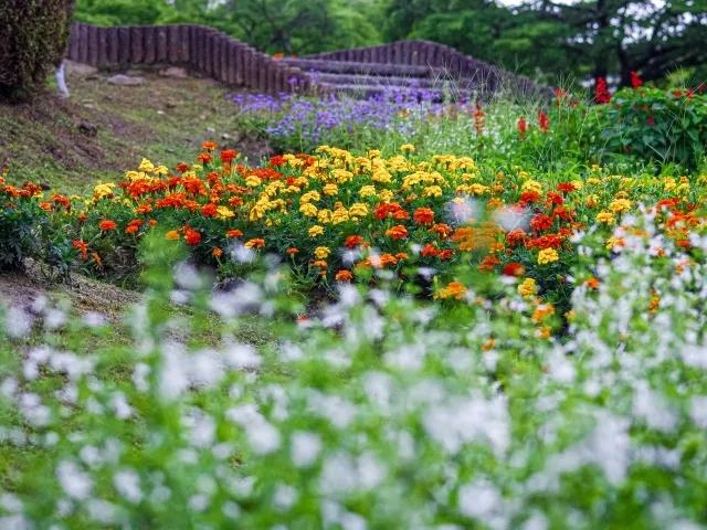 お花が咲き誇る福島空港公園