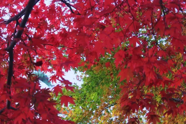 秋の紅葉が美しい須賀川牡丹園