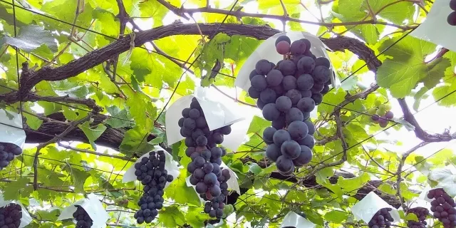大竹ぶどう園のピオーネ