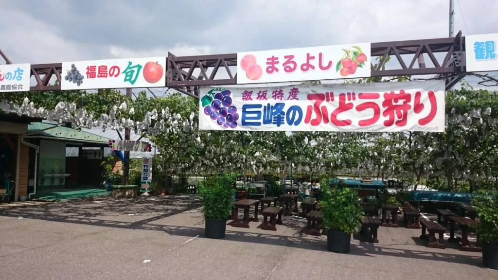 まるよし果樹園のぶどう狩りシーズンの風景