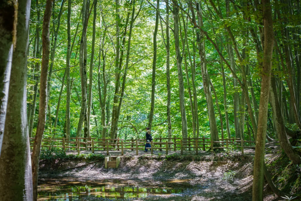 美人林を歩いている女性