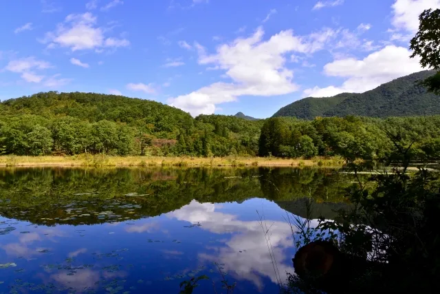 A soothing forest with shining greenery and waterside