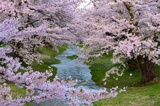 Cherry blossom trees along the Kannonji River