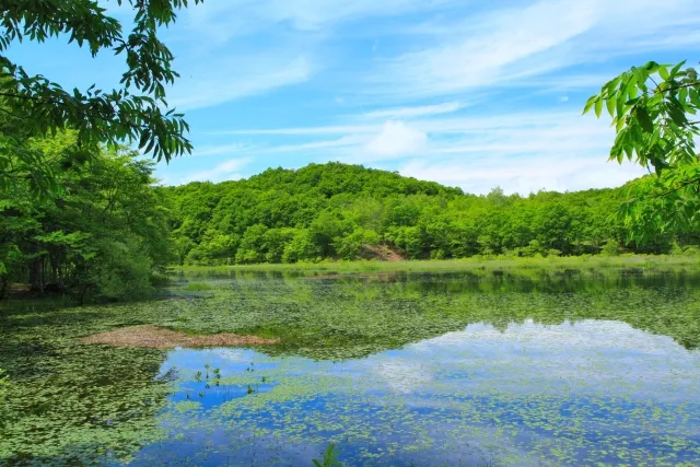 fresh greenery and waterside at Kannon Numa Forest Park