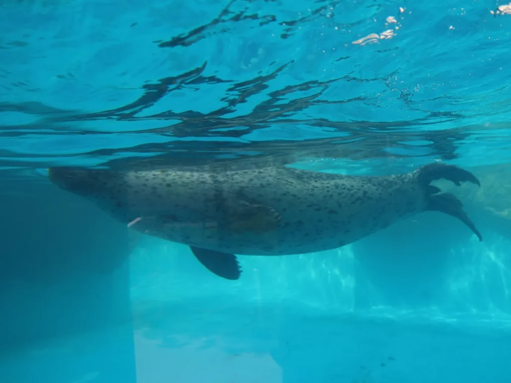 新潟市水族館 マリンピア日本海のアザラシ