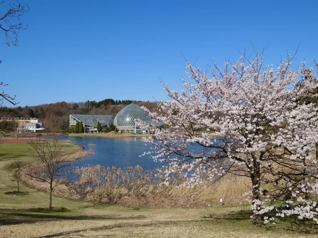 新潟県立植物園の桜の景色