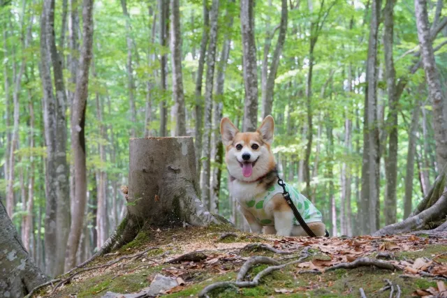 幻想的なブナの森とかわいい犬