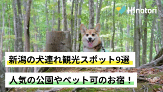 新潟　犬連れ観光